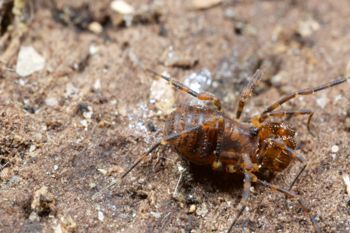 Media type: image;   Invertebrate Zoology 138139